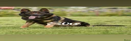 German Shepherd dogs for sale: Kc reg German shepherd puppys - Advert 22