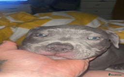 Mixed Breed dogs for sale: Blue staffy  - Image 2