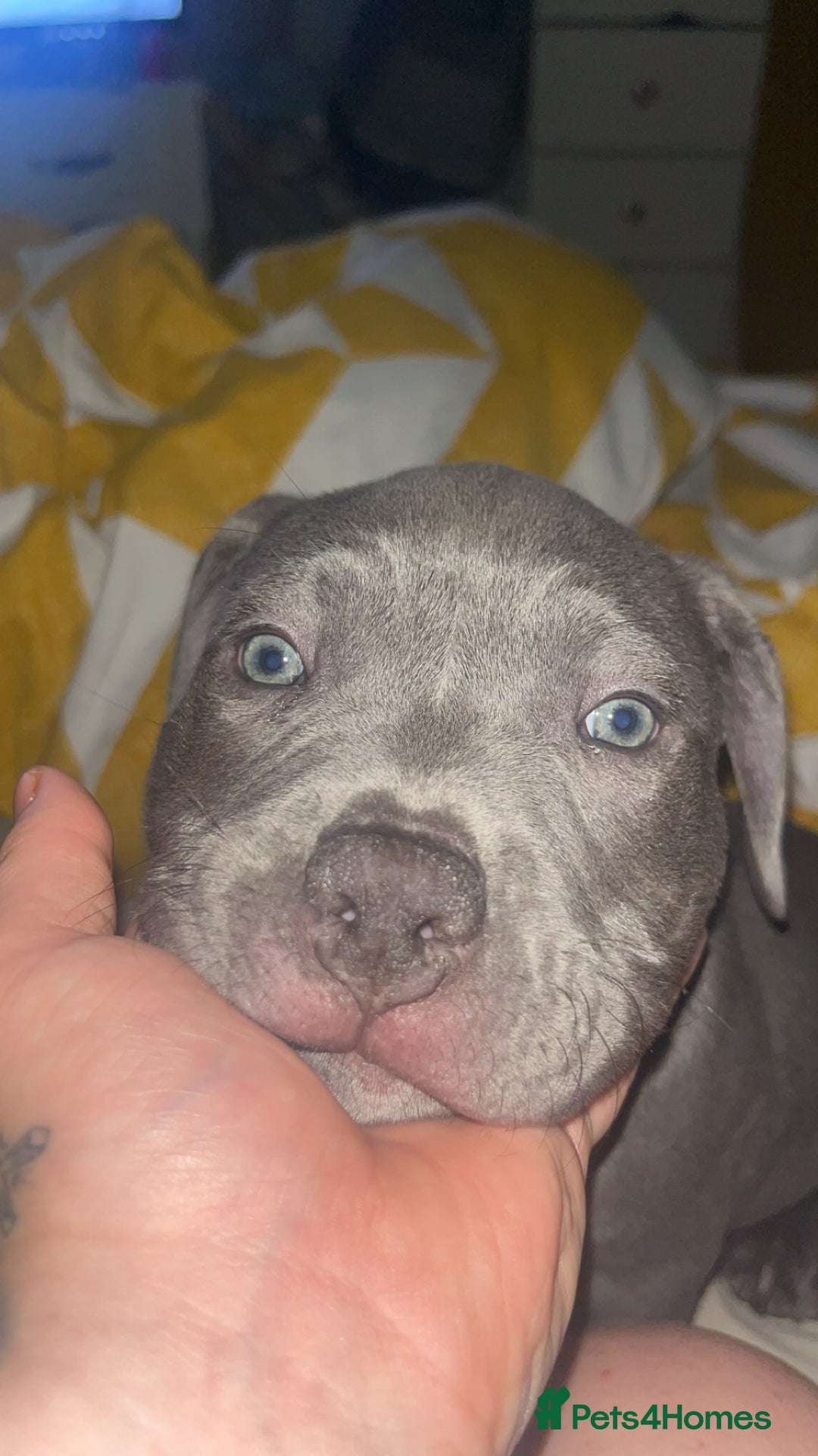 Mixed Breed dogs for sale: Blue staffy  - Image 2
