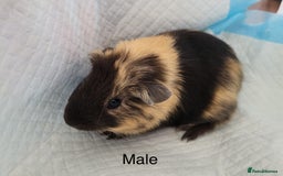 Guinea Pig rodents for sale: Baby Guinea Pigs - Image 3