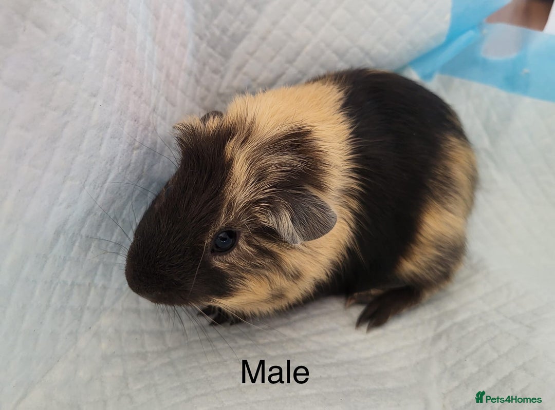 Guinea Pig rodents for sale: Baby Guinea Pigs - Image 3