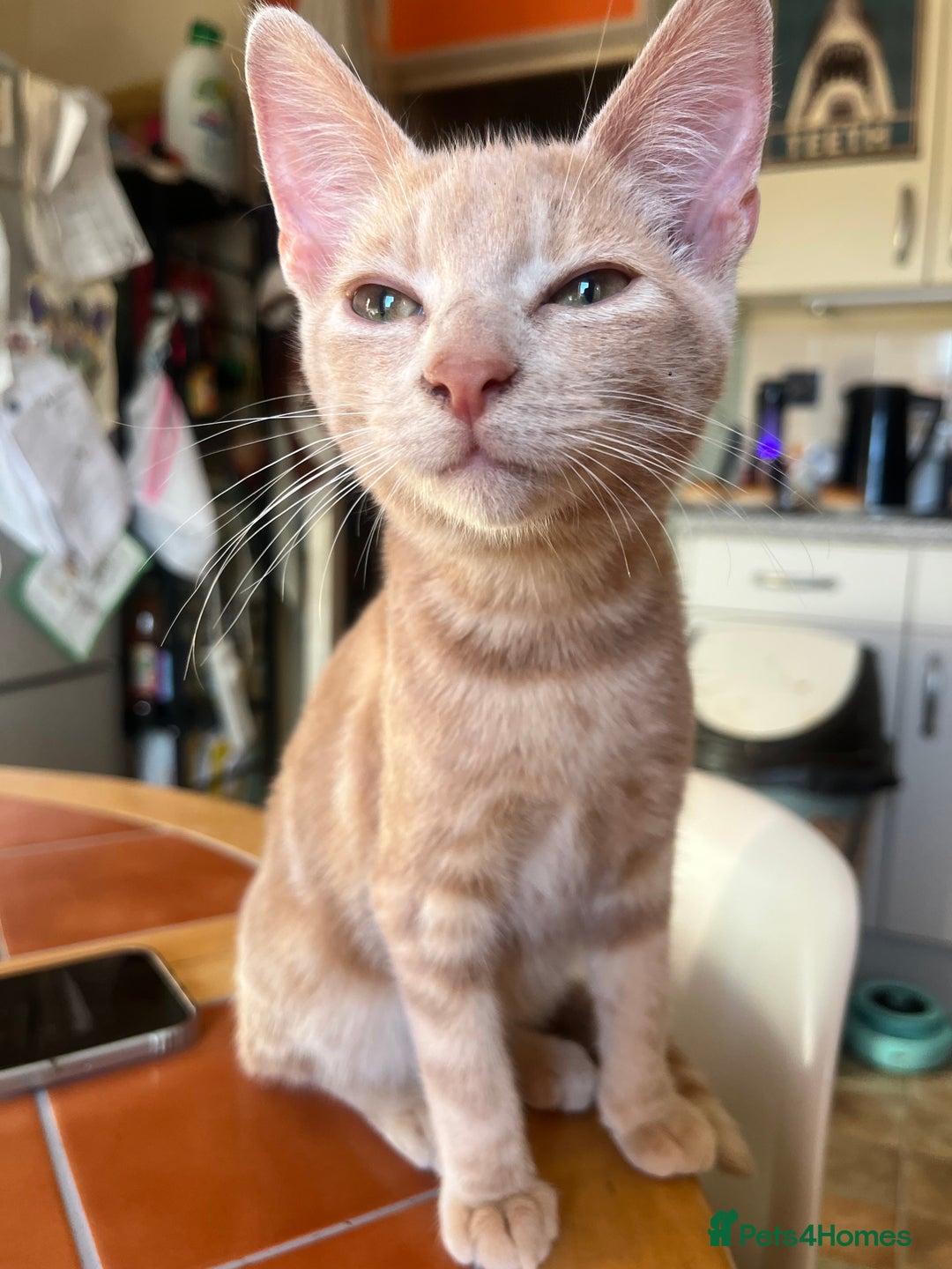 Mixed Breed cats for sale: Beautiful mixed kittens  - Image 31