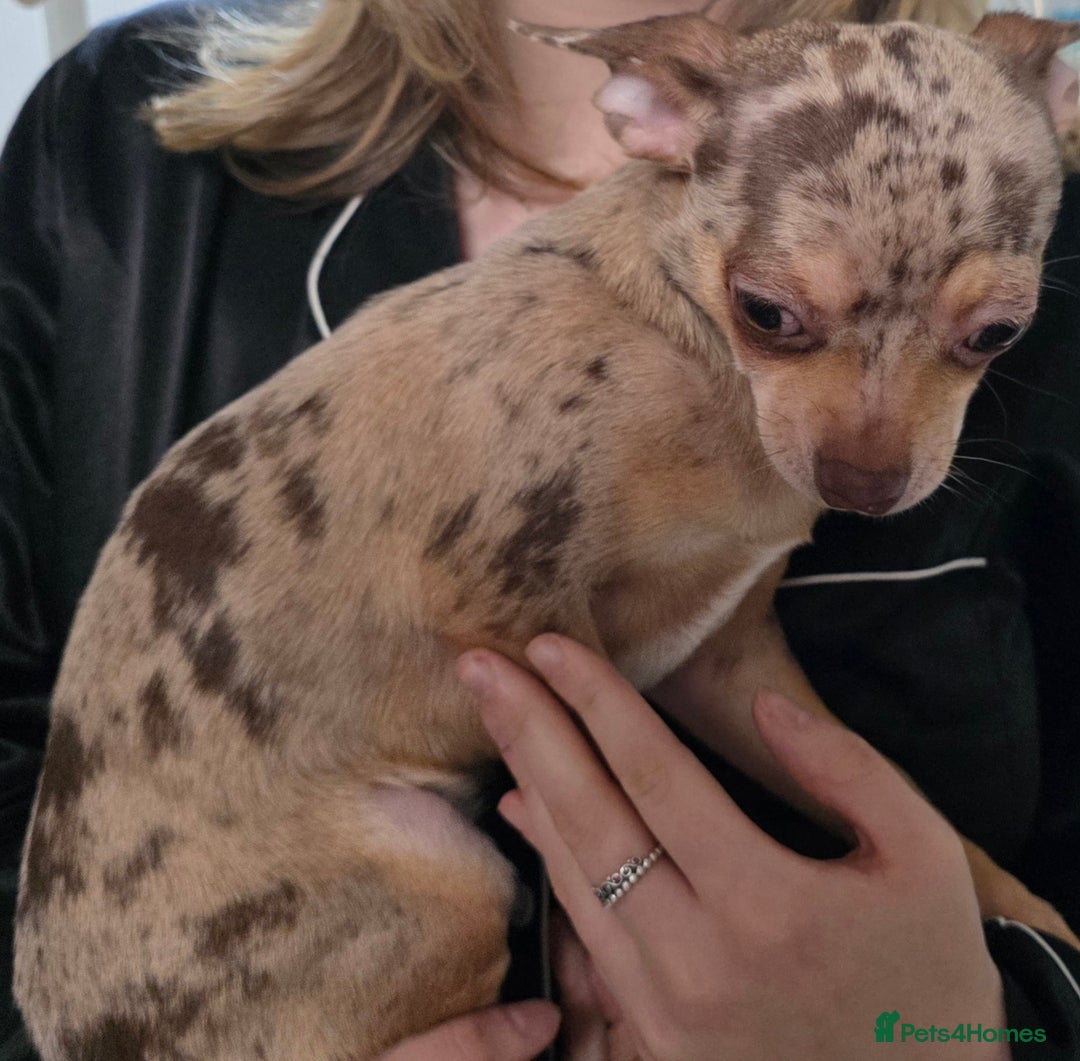 Chihuahua dogs for sale: Gorgeous Small Chihuahua Female  - Advert 5