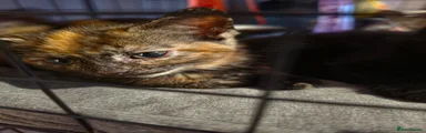 Tortoiseshell 5