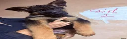 German Shepherd dogs for sale: GERMAN SHEPHERD PUPPIES in Bishop Auckland - Advert 7