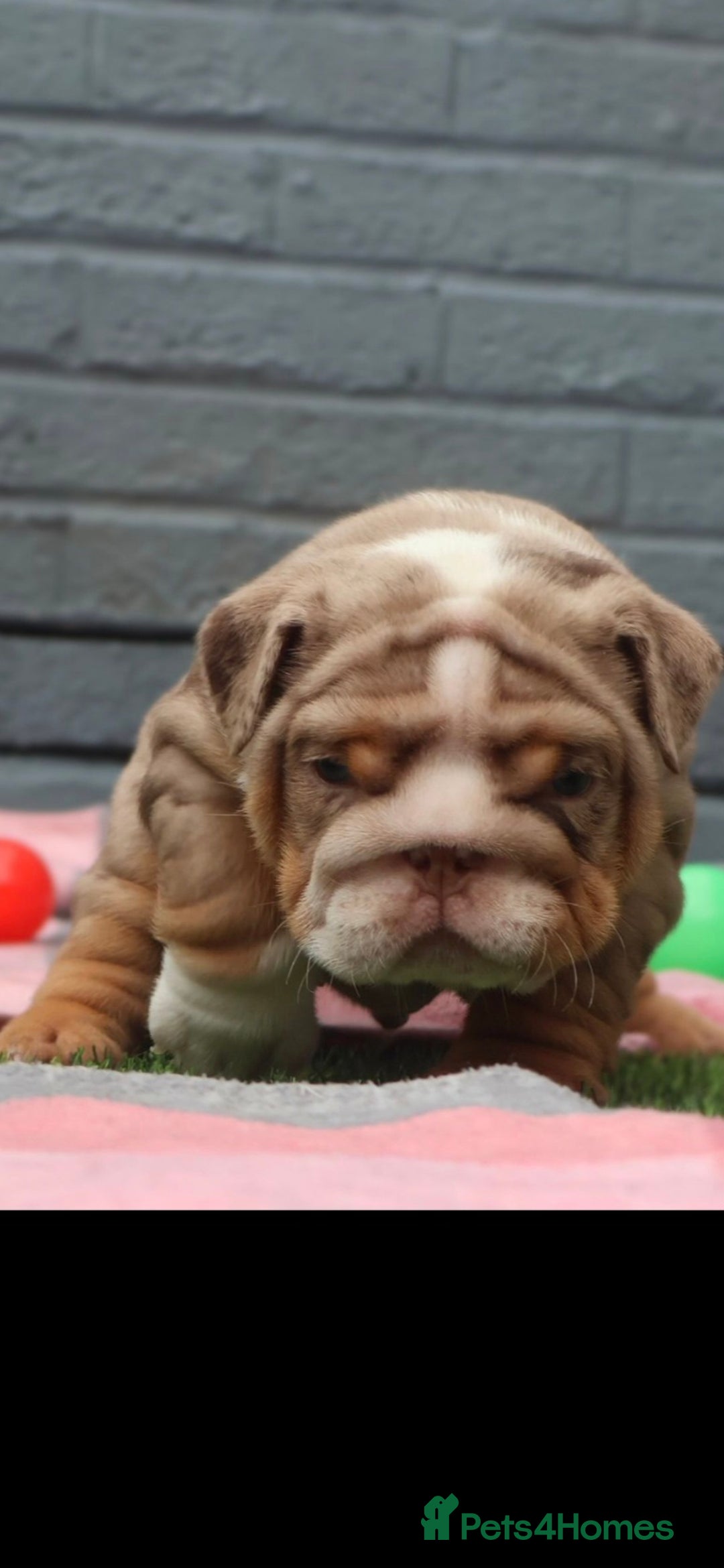 English Bulldog dogs for sale: Exceptional English Bulldog Puppies - Image 21