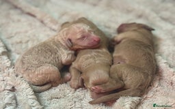 Mini Goldendoodle dogs for sale: Miniature Goldendoodle F1b Puppies - Advert 16