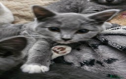 Mixed Breed cats for sale: Beautiful British Shorthair Cross  - Image 26