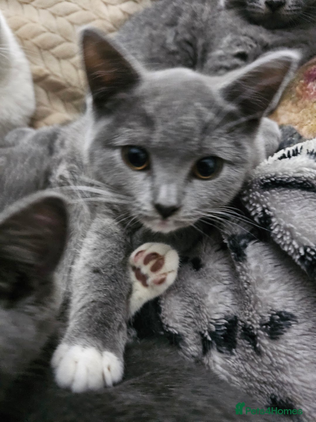 Mixed Breed cats for sale: Beautiful British Shorthair Cross  - Image 26