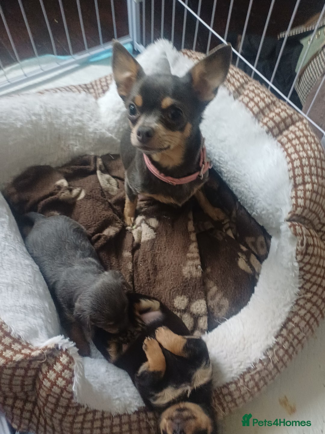 Chiweenie dogs for sale: Pups for sale  - Advert 1