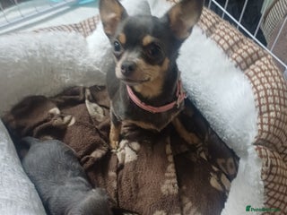 Chiweenie dogs for sale: Pups for sale - Advert 1