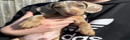 Miniature Dachshund dogs for sale: Miniature Dachshund Isabella Dapple in Swansea - Advert 4