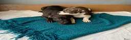 Shorty Bull dogs for sale: JAW-DROPPING POCKET BULLIES – IMPRESSIVE GENETICS  - Advert 10
