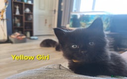 Mixed Breed cats for sale: 5 fluffy black kittens with hints of grey - Image 8