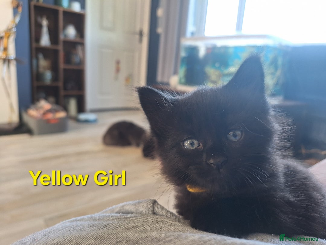 Mixed Breed cats for sale: 5 fluffy black kittens with hints of grey - Image 8