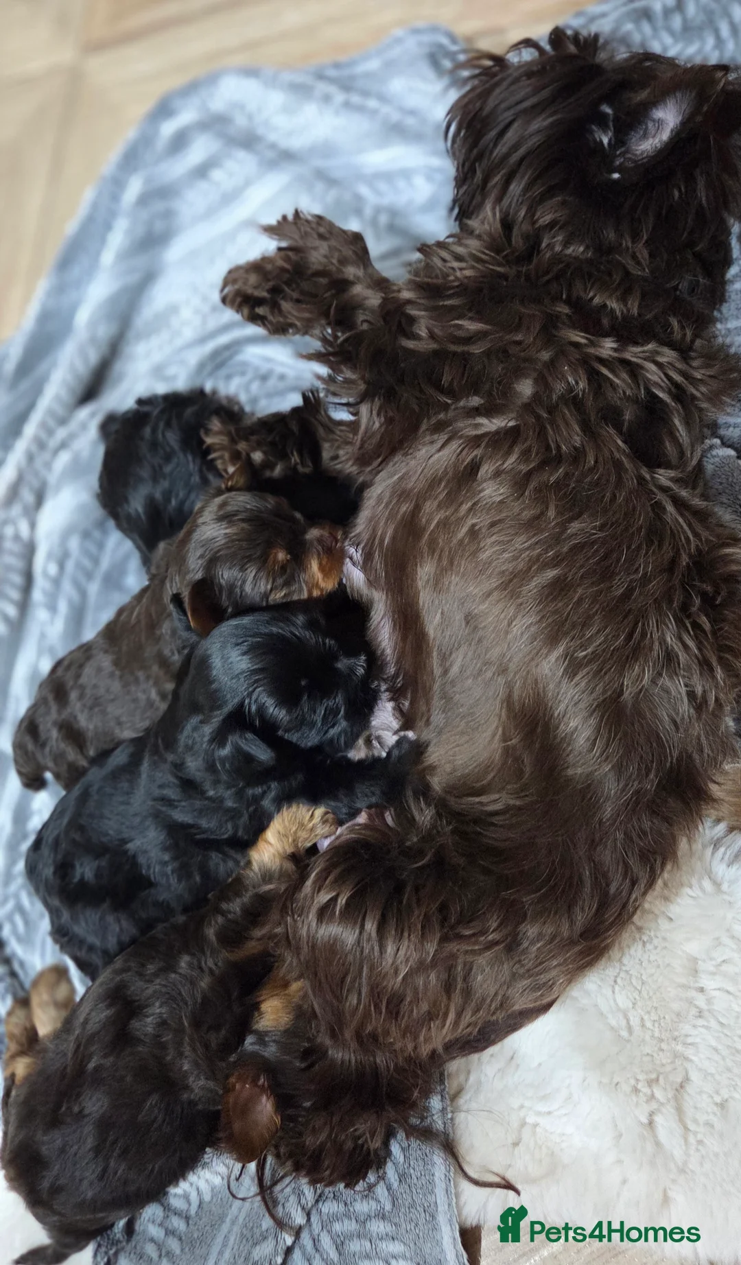 Yorkshire Terrier dogs for sale: Inka's 1st litter -Yorkshire terriers  - Advert 6