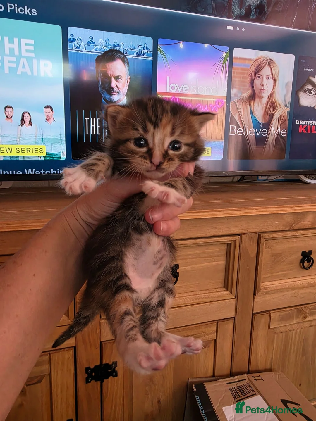 Mixed Breed cats for sale: 3 female tabby kittens - Advert 2
