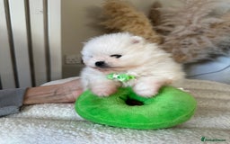 Pomeranian dogs for sale: Outstanding champion bloodline KC reg puppies  - Advert 15