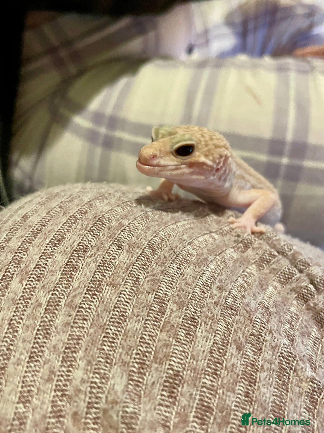 Leopard Gecko reptiles for sale: Pair of albino leopard geckos and complete setup. - Image 6