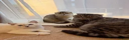 Scottish Fold cats for sale: 🐾 Stunning Scottish kitties 🐾 - Advert 6