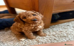 Cockapoo dogs for sale: Beautiful F1 red/golden cockapoo puppies - Image 3