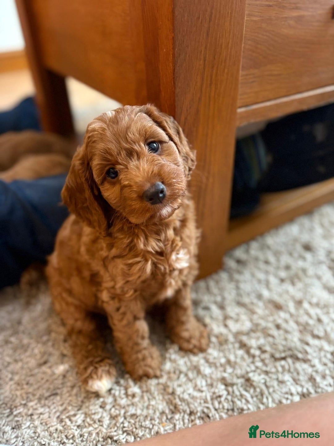 Cockapoo dogs for sale: Beautiful F1 red/golden cockapoo puppies - Image 3
