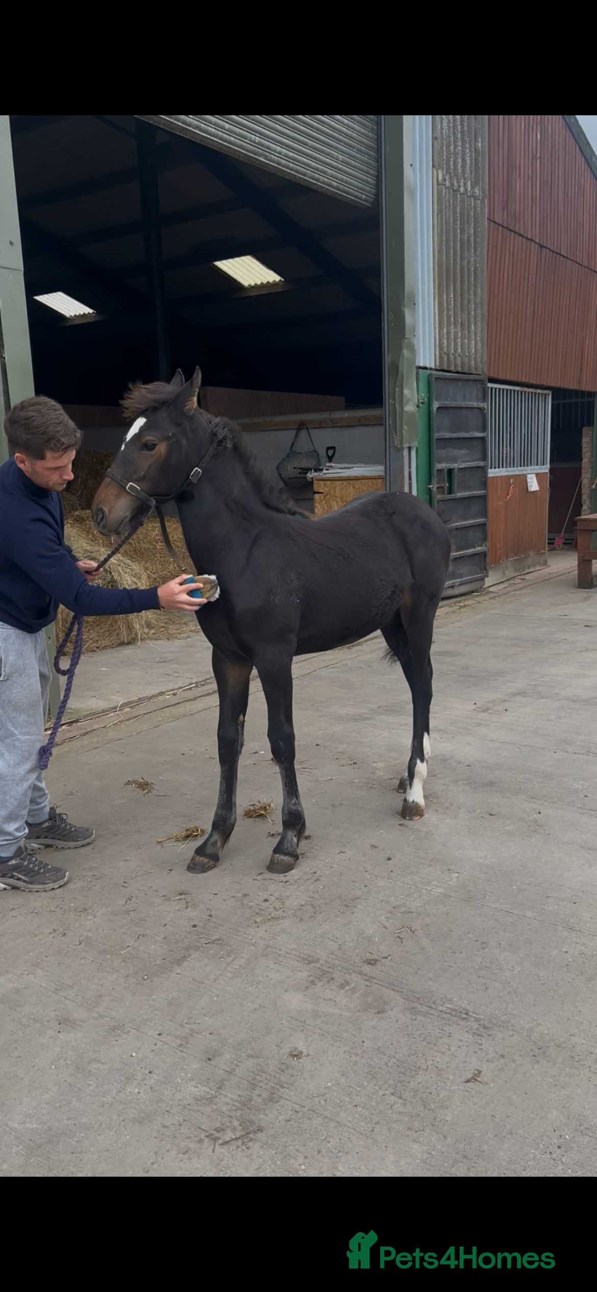 Friesian horses A Very Special Friesian x Irish Draught  - Advert 1