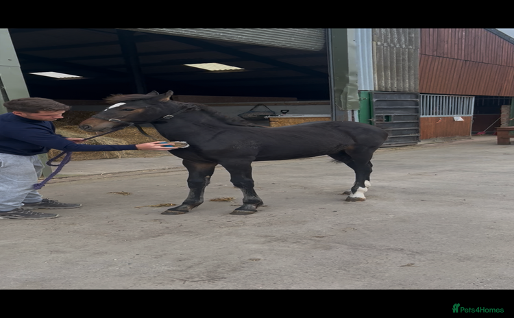 Friesian horses - Advert 1