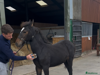 Friesian horses A Very Special Friesian x Irish Draught - Advert 5