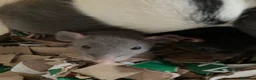 Rat rodents for sale: Rats for sale hull - Advert 2