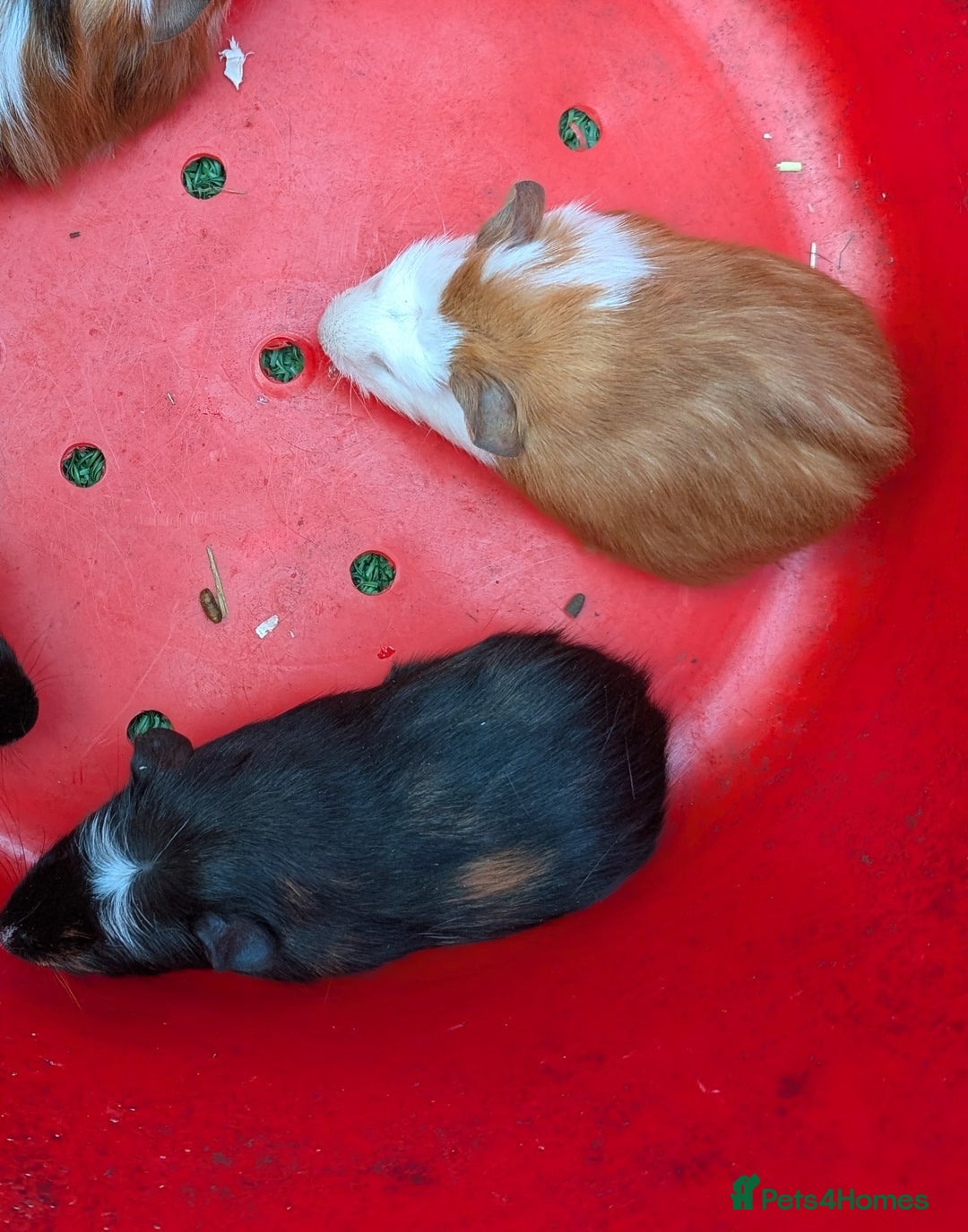 Guinea Pig rodents for sale: 2 smooth coat guinea pigs - Image 3