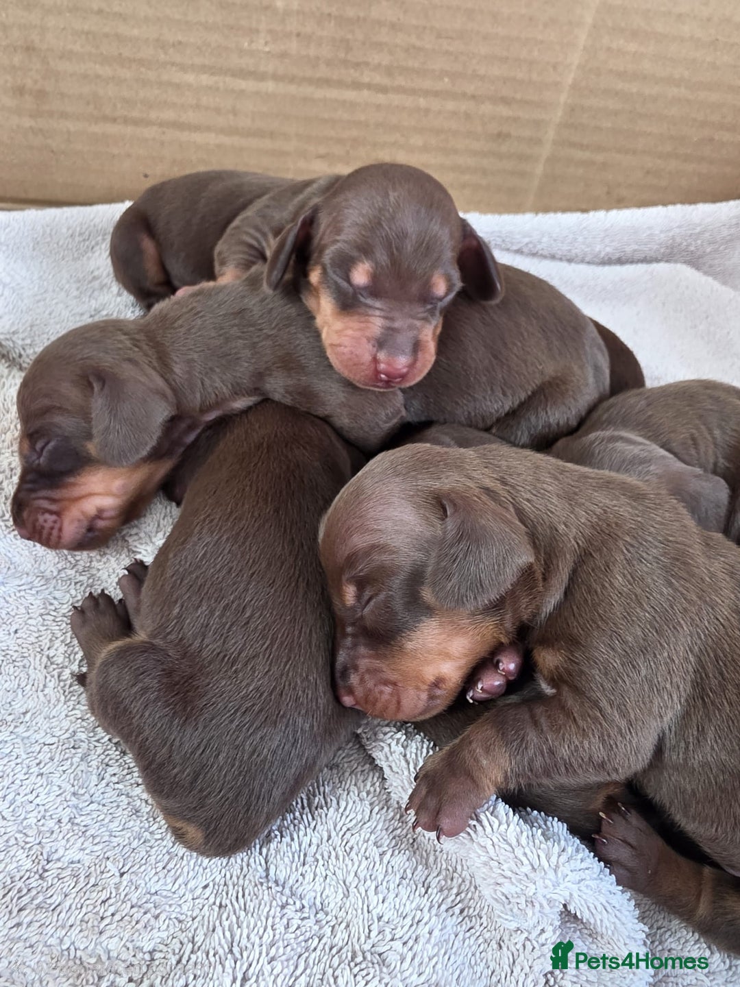 Dachshund dogs for sale: READY FOR NEW HOME 🐶 - Advert 12