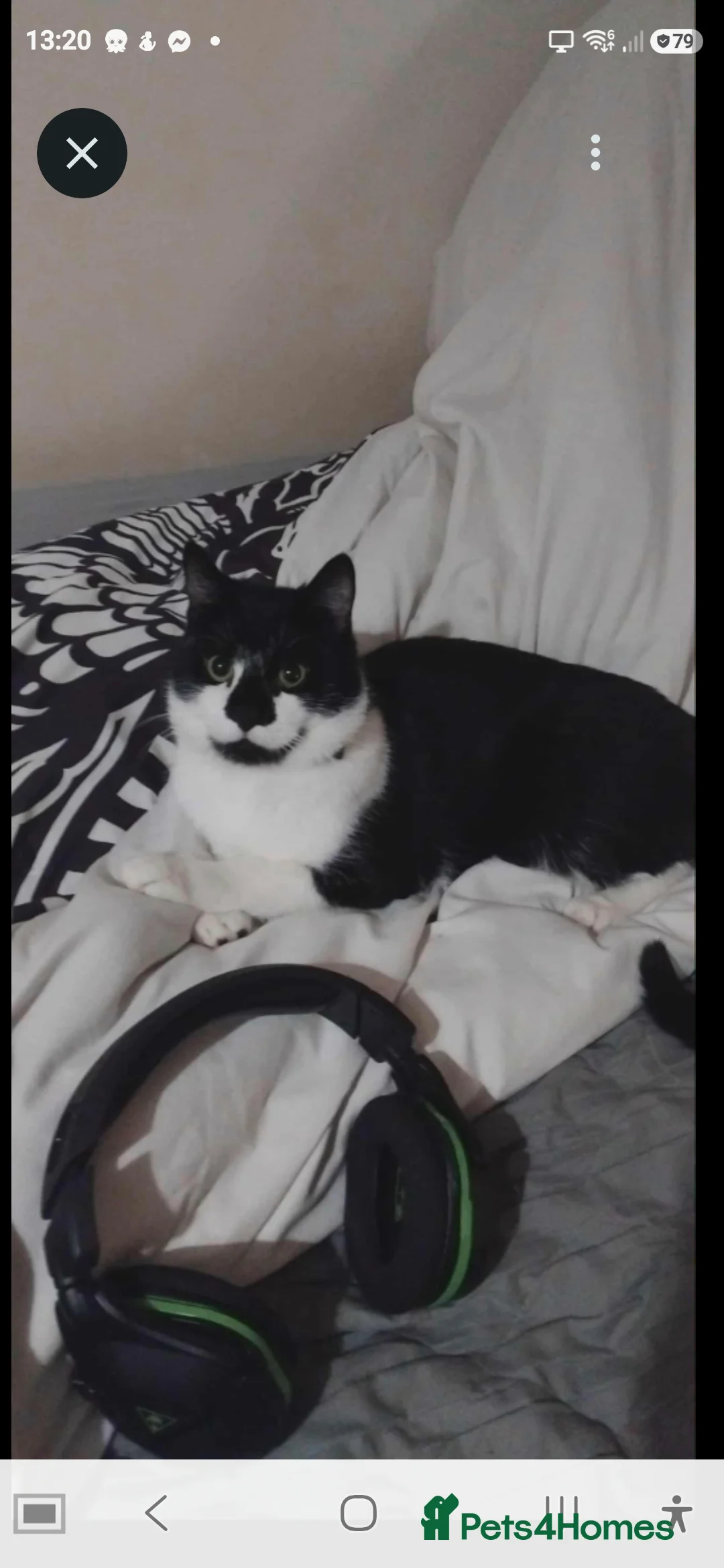 Mixed Breed cats for sale: Beautiful, playful Black kittens  - Advert 1