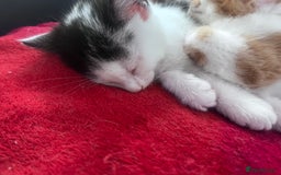 Mixed Breed cats for sale: Gorgeous Fluffy Kittens - Image 2