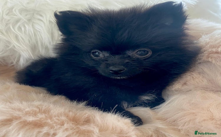 Pomeranian dogs - Advert 2