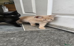 Mixed Breed cats for sale: Kittens for free - Image 3