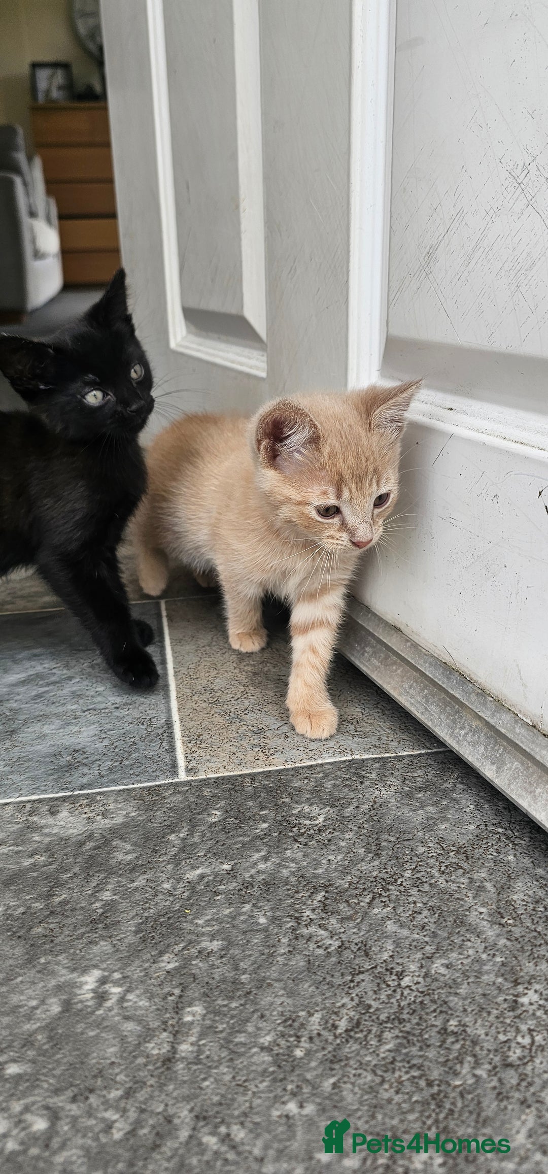 Mixed Breed cats for sale: Kittens for free - Image 3