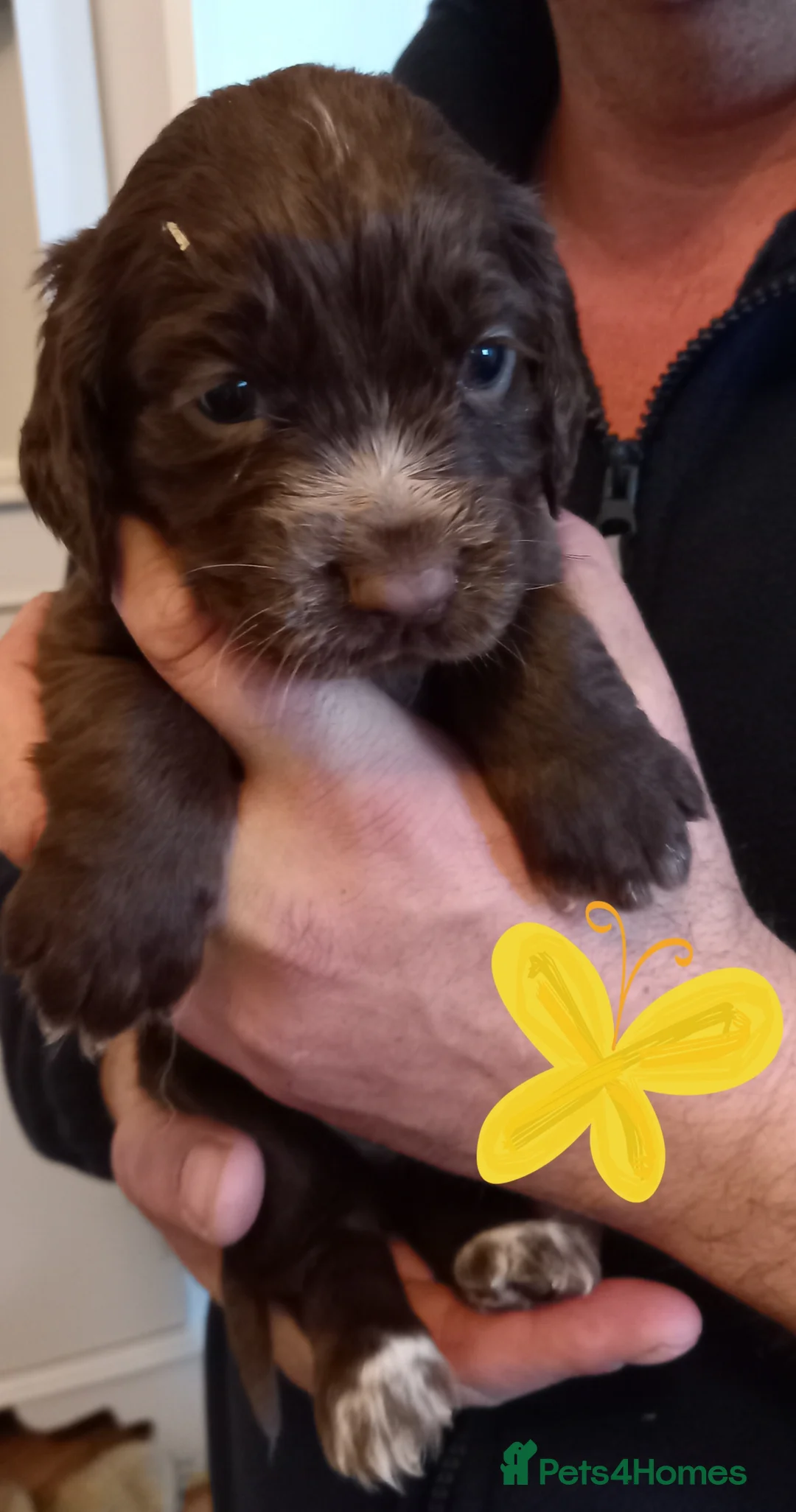 Cocker Spaniel dogs for sale: Gorgeous chocolate cocker spaniels  - Advert 4