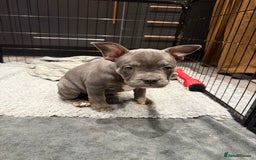 Mixed Breed dogs for sale: French staffy - Advert 5