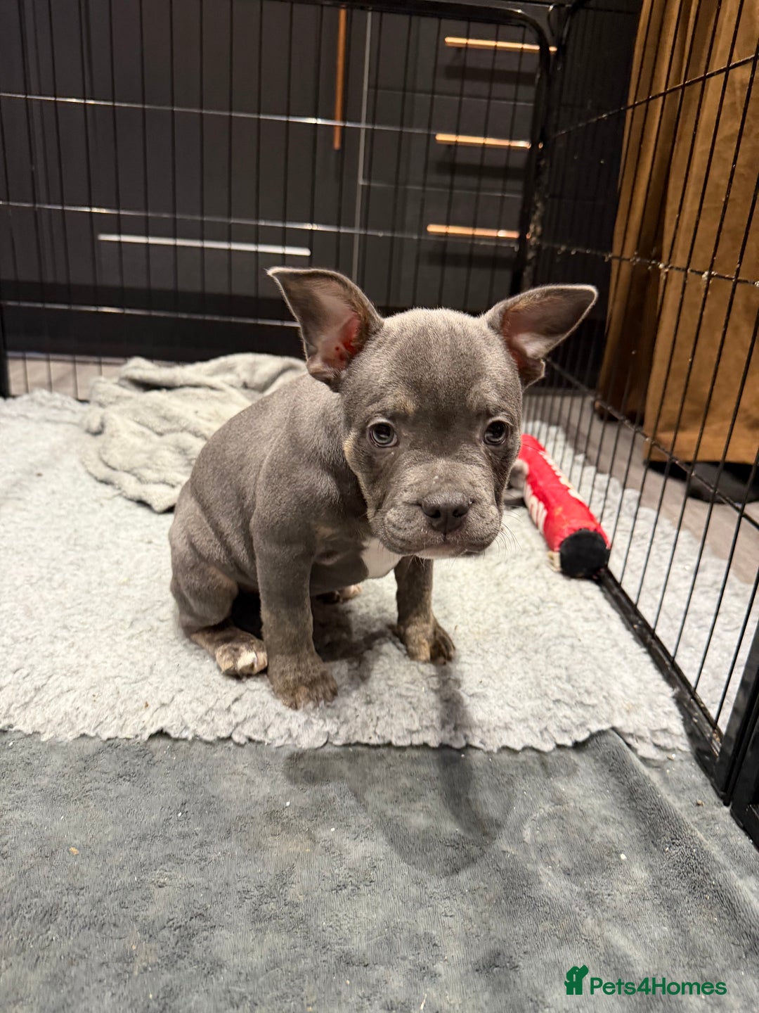 Mixed Breed dogs for sale: French staffy - Advert 5