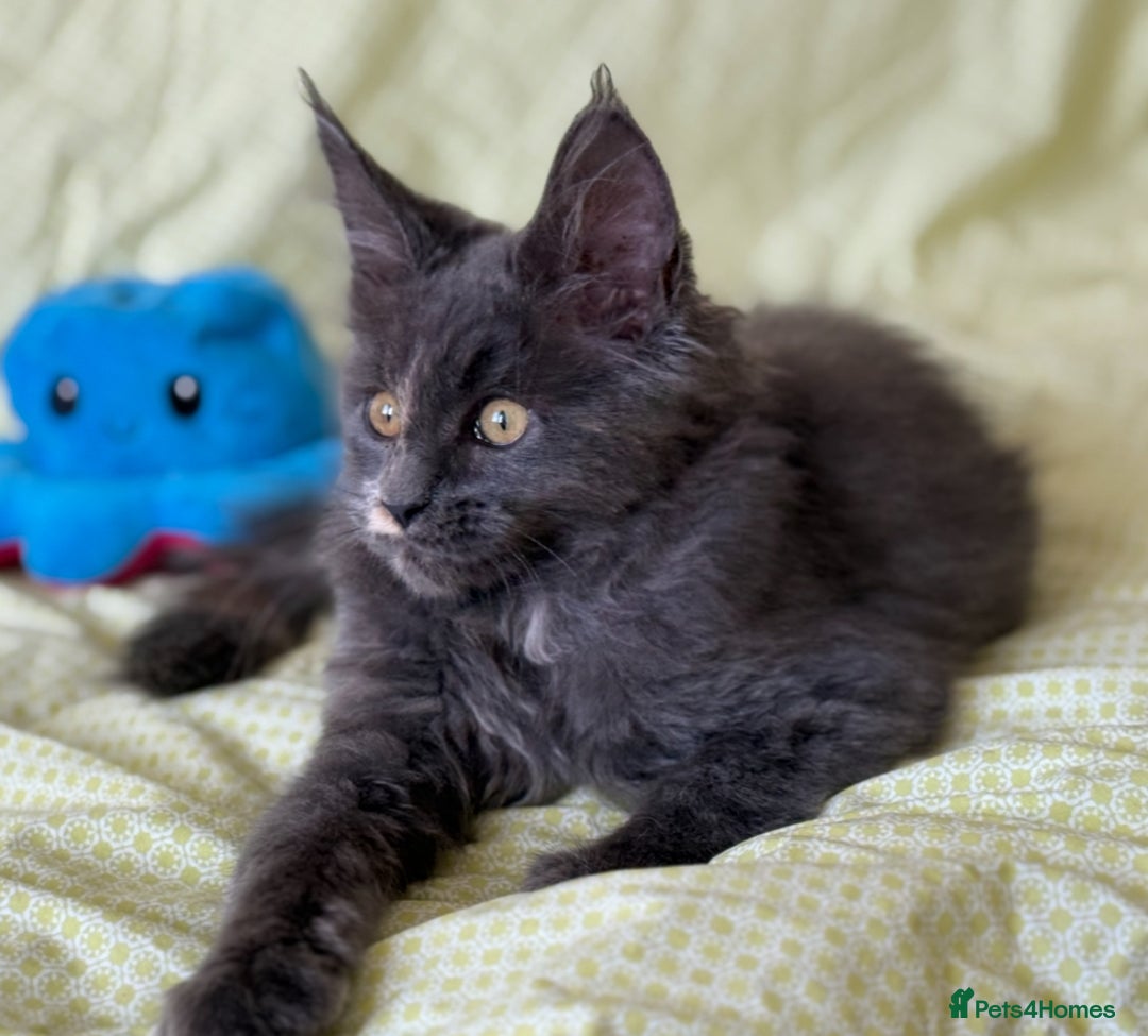 Maine Coon cats for sale: European Blood Lines GCCF Reg Main Coon Kittens  - Image 7