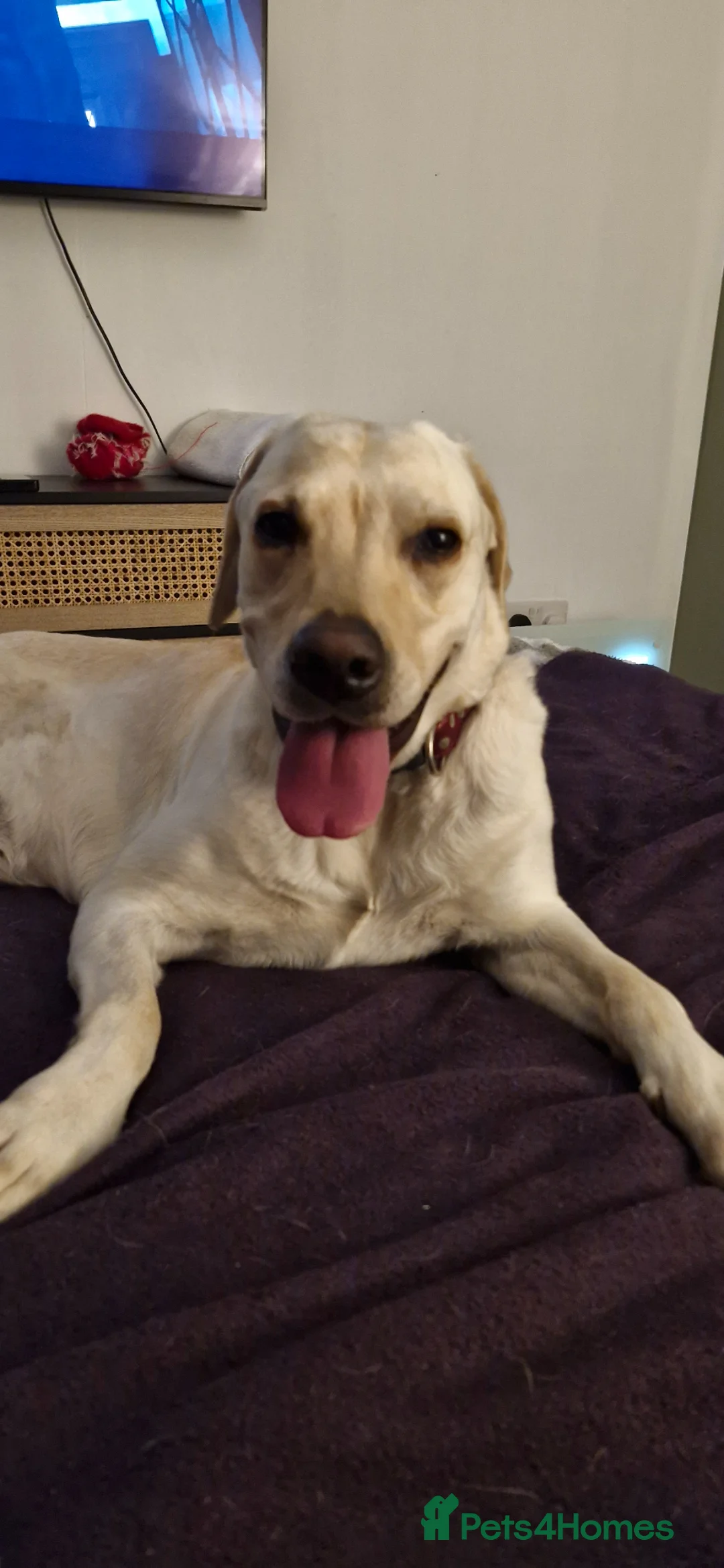 Labrador Retriever dogs for sale: Gorgeous 9 wk old male labrador puppy - Advert 1