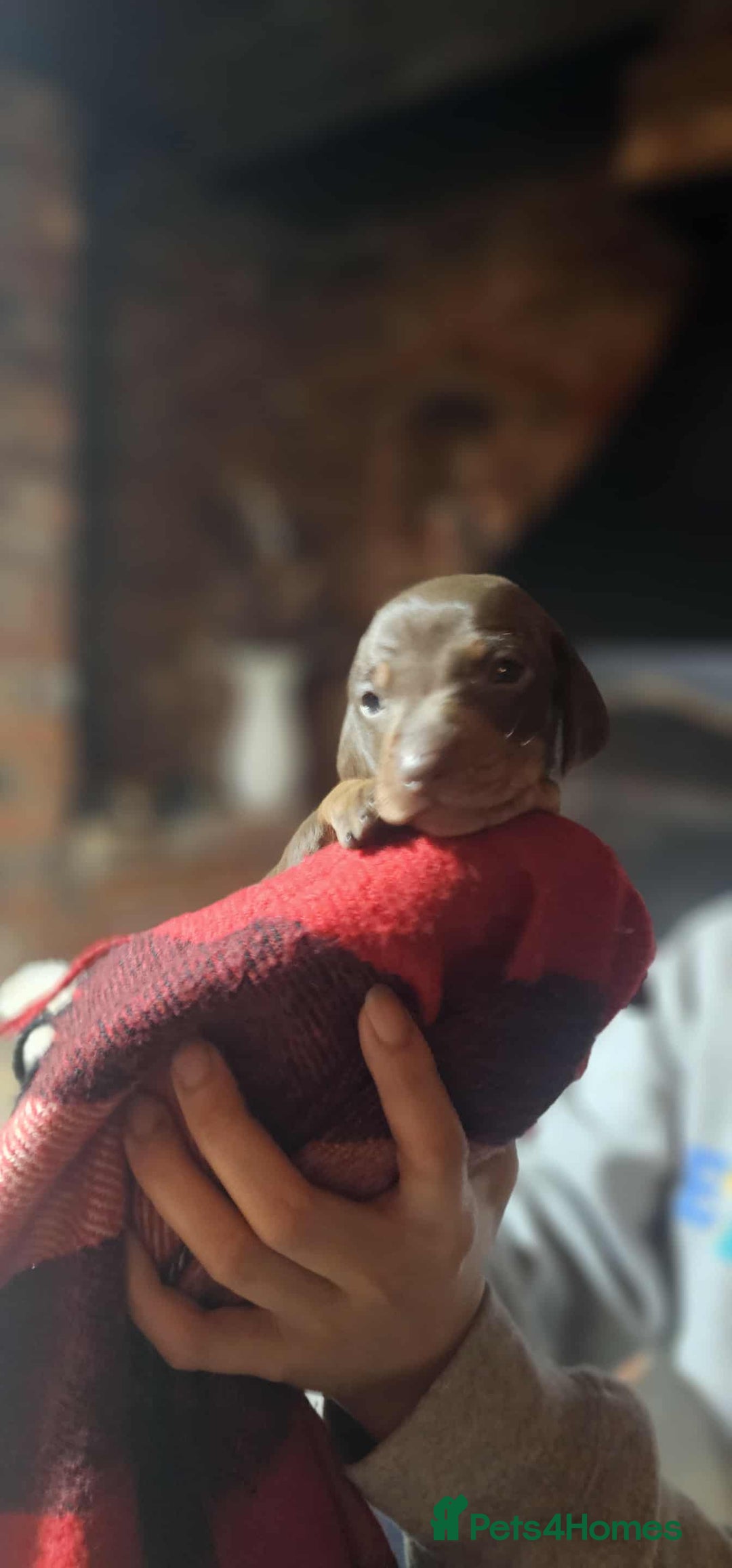 Miniature Dachshund dogs for sale: KC Mini Dachshund Dapple Girls & Boys and Tan Boy - Image 27