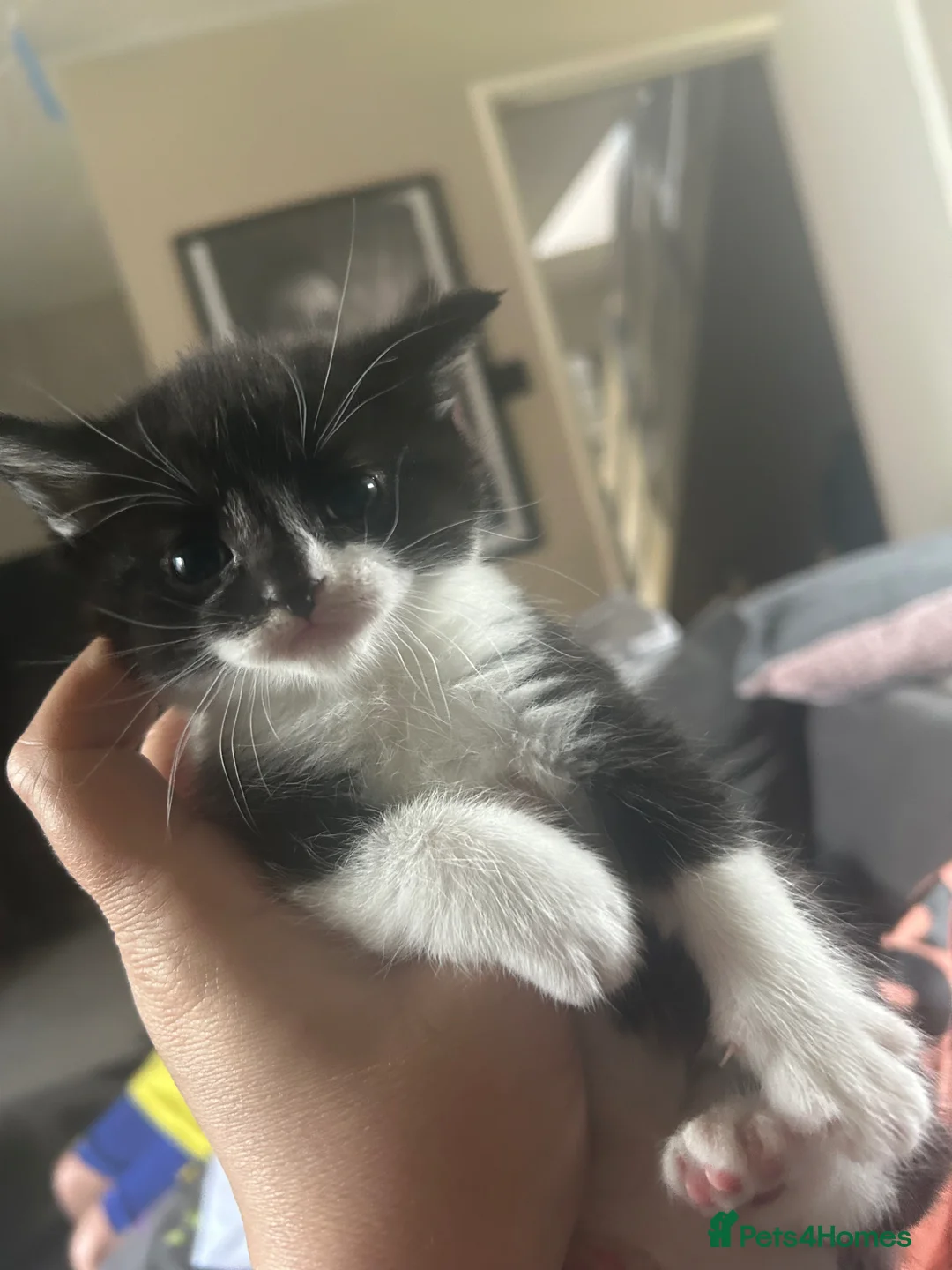 Mixed Breed cats for sale: Female kittens  - Advert 1