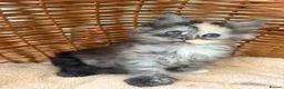 Maine Coon cats for sale: Tica registered 4 female mainecoons left,  polys - Advert 12