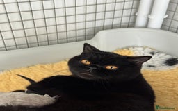 British Shorthair cats for sale: Black British Shorthair Female - Image 3