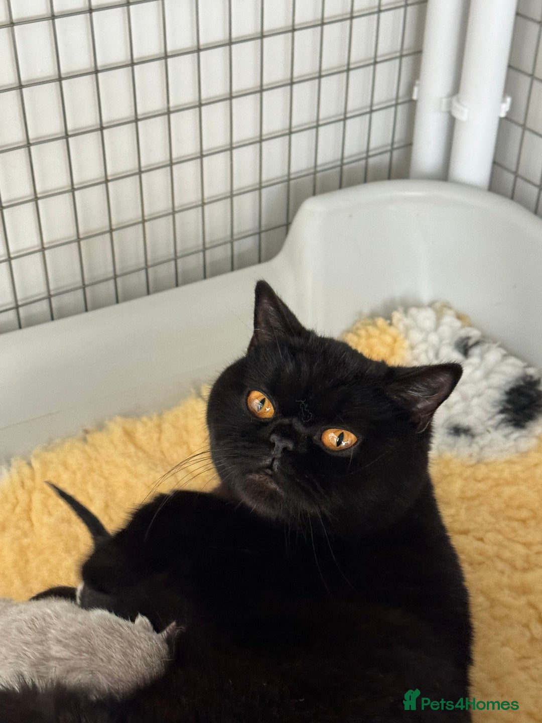 British Shorthair cats for sale: Black British Shorthair Female - Image 3