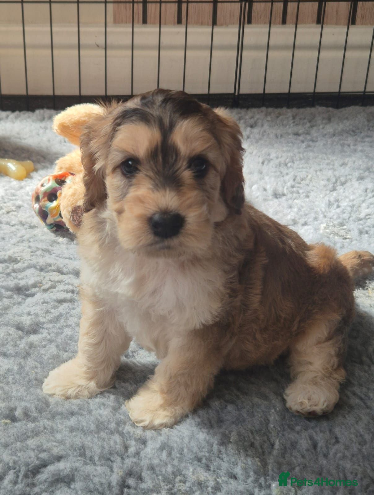 Cockapoo dogs Beautiful Cockapoo Puppies - Advert 18