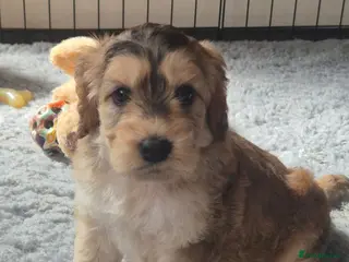Cockapoo dogs Beautiful Cockapoo Puppies - Advert 18