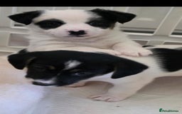 Jack Russell dogs for sale: Jack Russell puppies  - Image 23